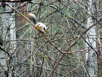 Сохраним лес!